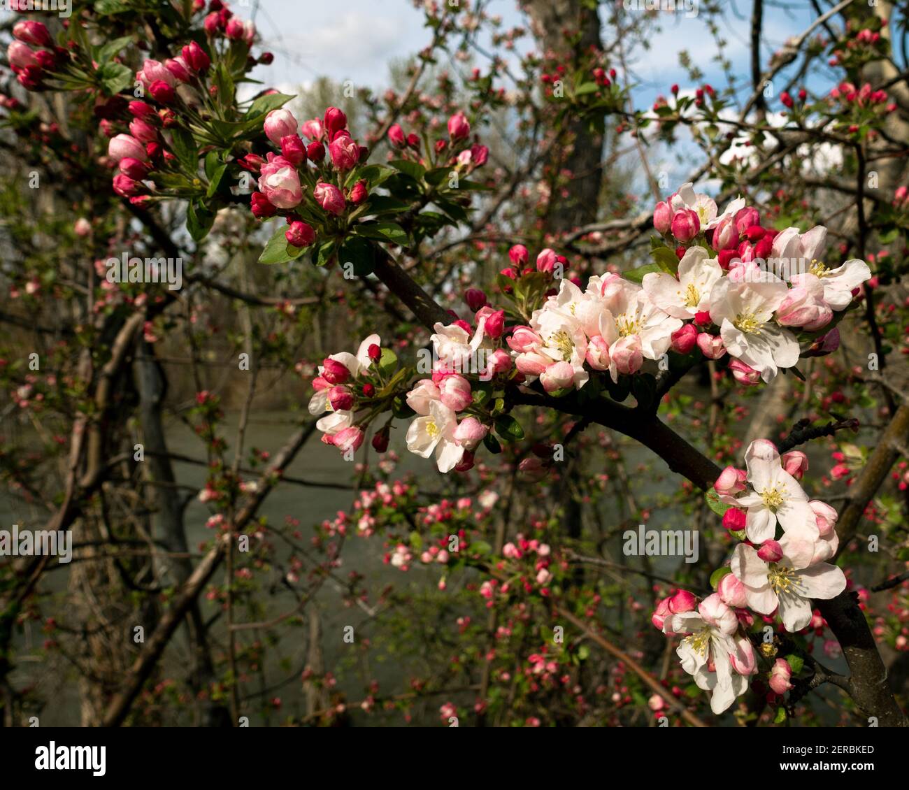 Le rose selvagge che si affacciano sul fiume Boise, sono i loro losmi primaverili Foto Stock