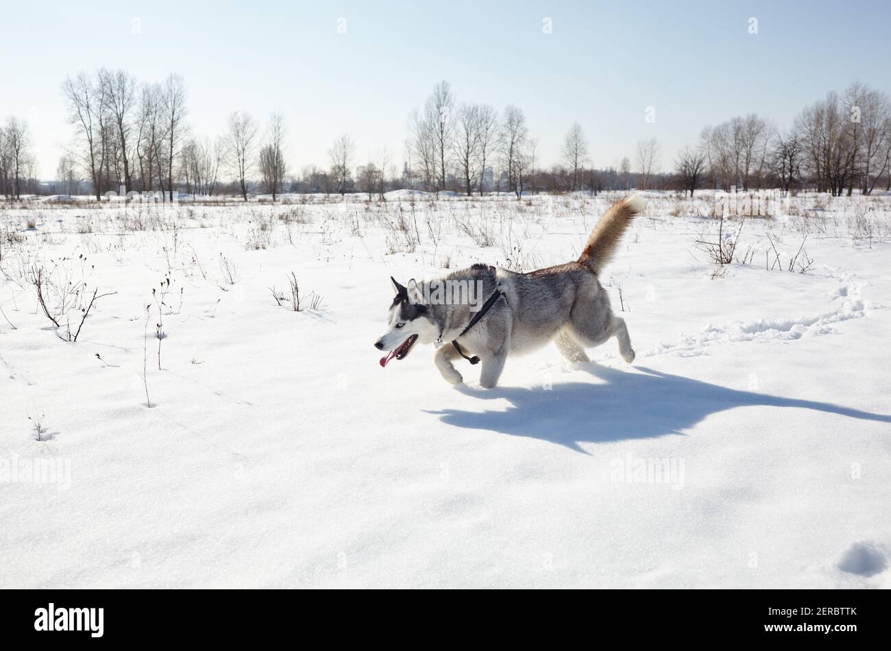 Cane Husky che corre nella neve. Husky siberiano con occhi blu sul campo invernale Foto Stock