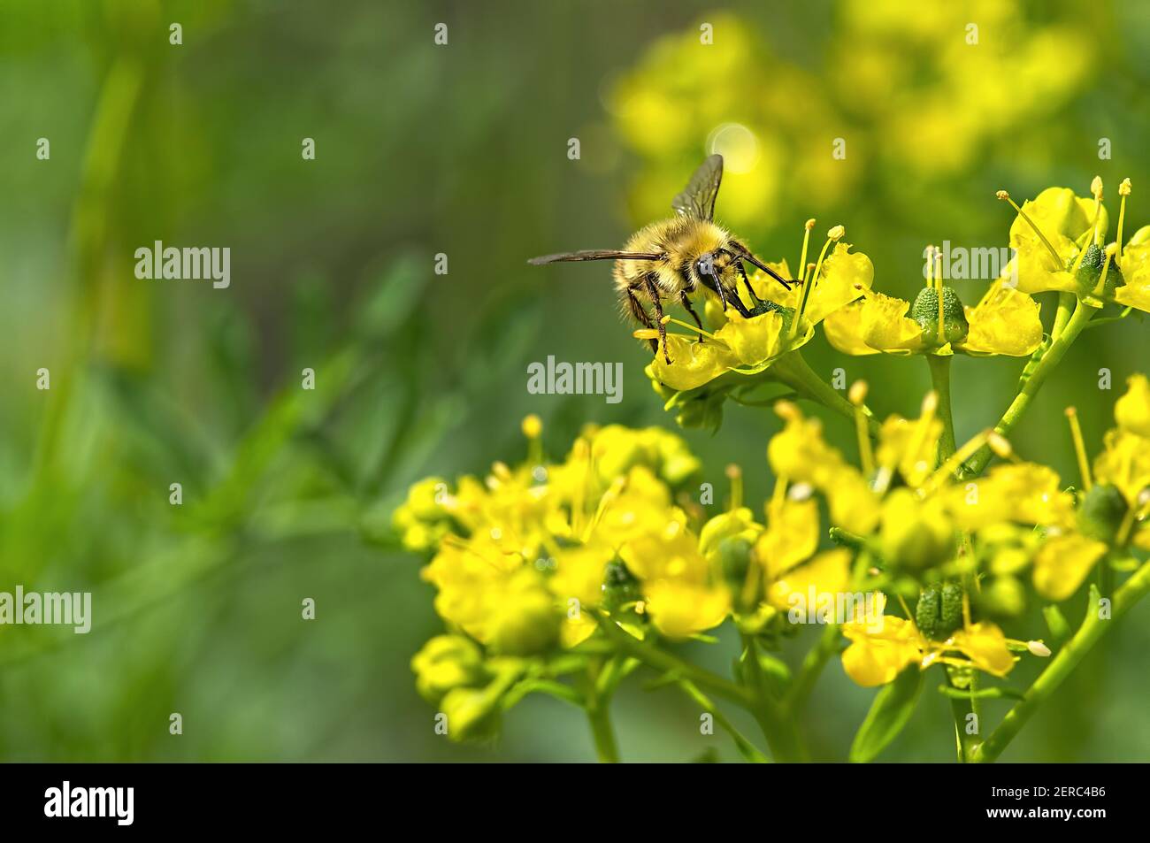 Un Honeybee occidentale (Apis mellifera) che raccoglie polline dai fiori gialli di una comune Rue (Ruta graveolens). Foto Stock