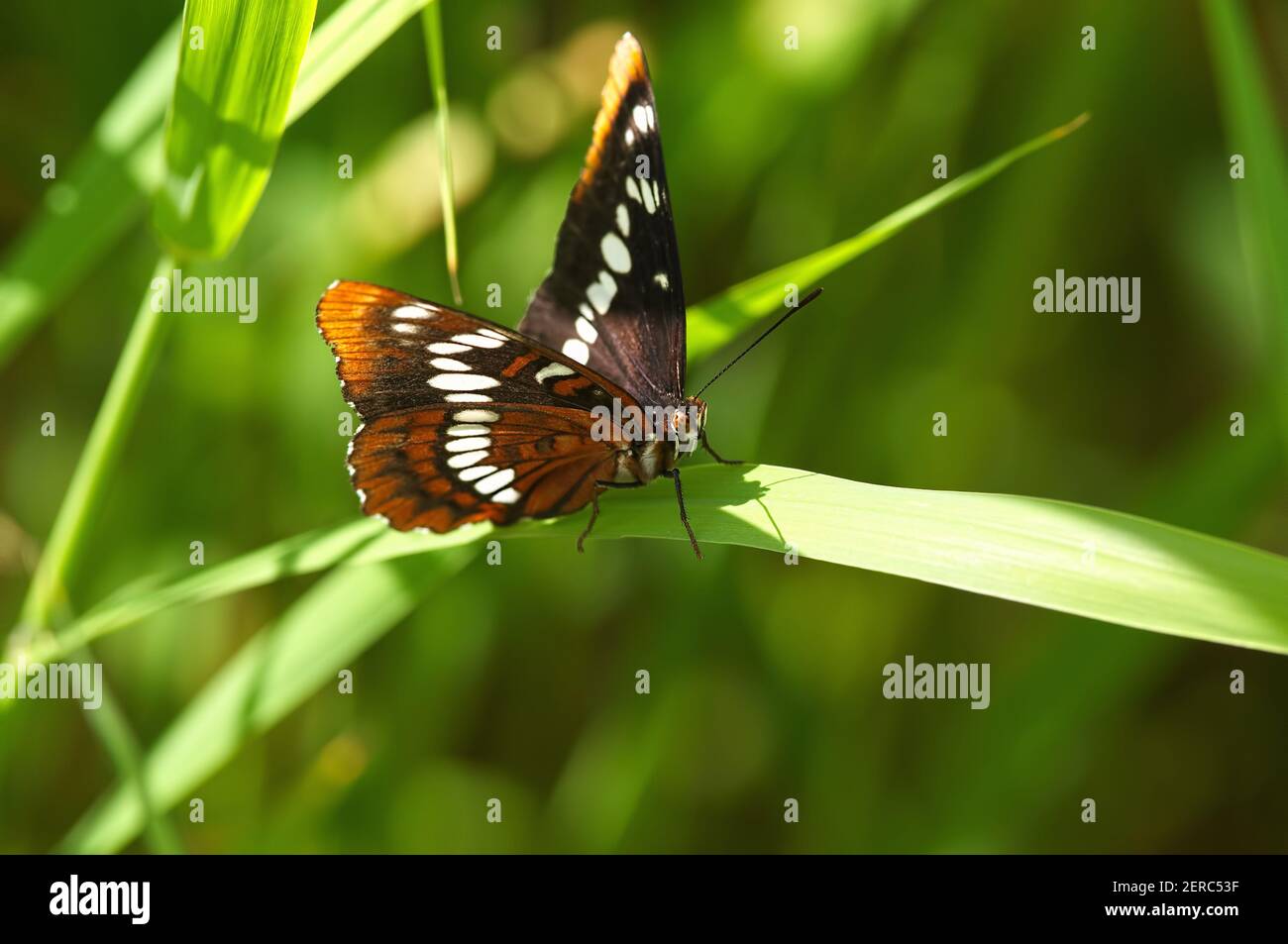 Una farfalla Lorquin`s Ammiraglio (Limenitis lorquini) appollaiata su una lama d'erba. Foto Stock