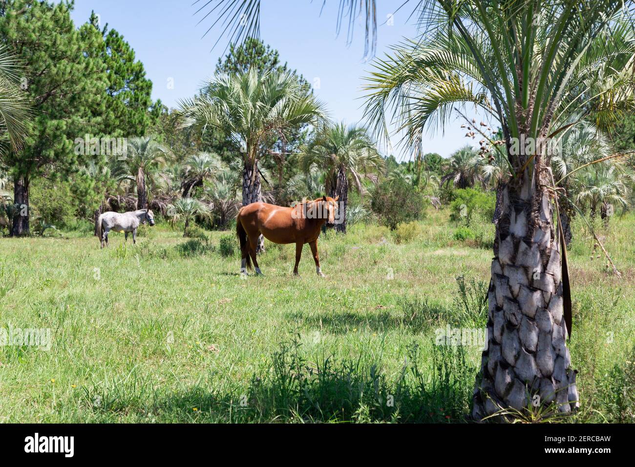 Due cavalli che pascolano nel prato, vicino a Colon Entre Rios, Argentina. Paesaggio rurale con palme. Un cavallo marrone e un altro grigio. Giornata di sole di summ Foto Stock