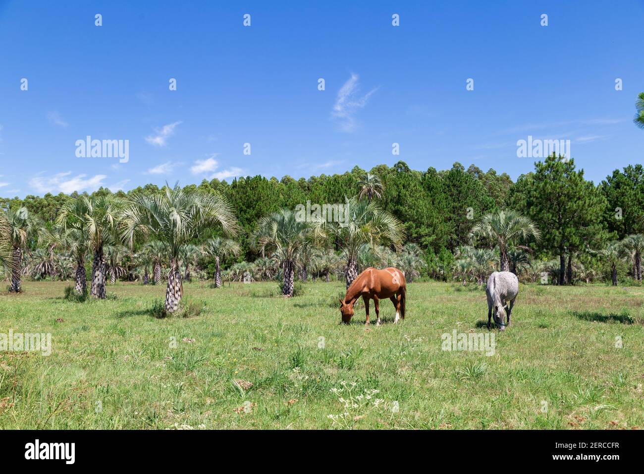 Due cavalli che pascolano nel prato, vicino a Colon Entre Rios, Argentina. Paesaggio rurale con palme. Un cavallo marrone e un altro grigio. Giornata di sole di summ Foto Stock