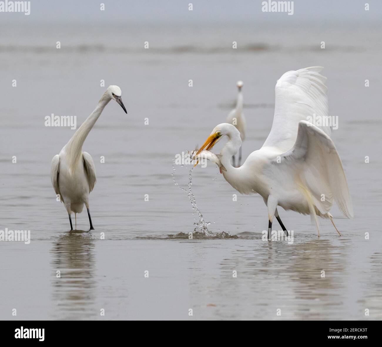 Egreo rossastro (Egretta rufescens), morfo bianco, osservando un grande egreo (Ardea alba) che cattura il pesce sulla costa dell'oceano, Galveston, Texas, USA. Foto Stock