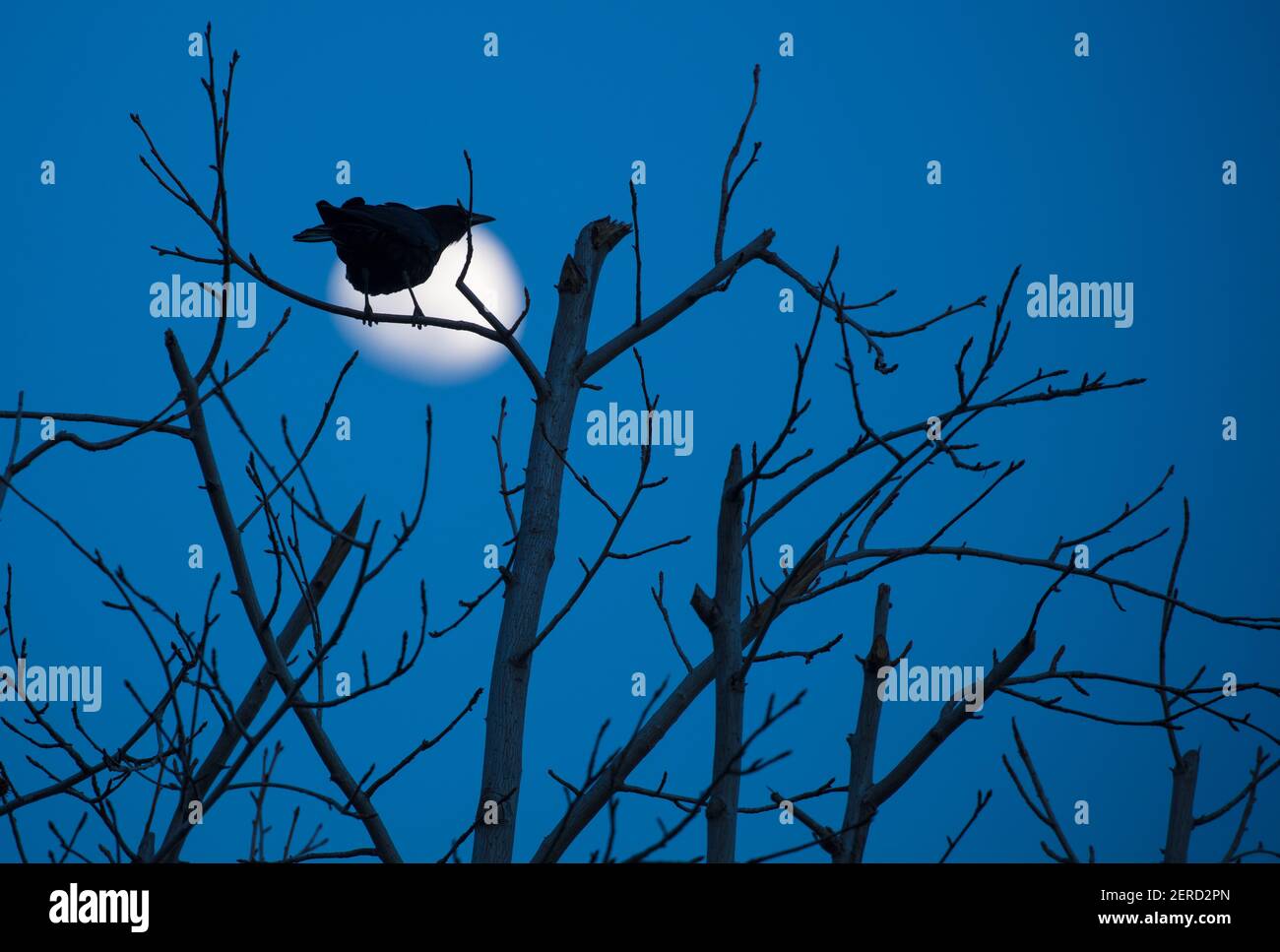 Corvo silhouette dalla luna Foto Stock