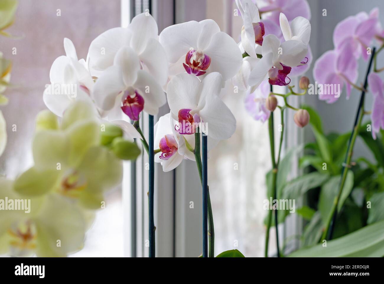 Diversi orchidee Phalaenopsis sulla soglia della finestra, piante di casa che crescono e cura Foto Stock