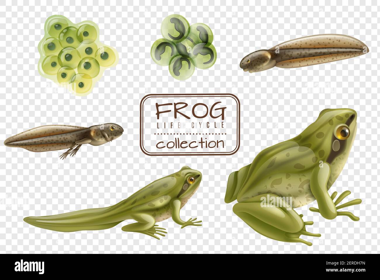Rana ciclo di vita fasi set realistico con animale adulto fertilizzato uova tadpole froglet immagine vettoriale trasparente di sfondo Illustrazione Vettoriale