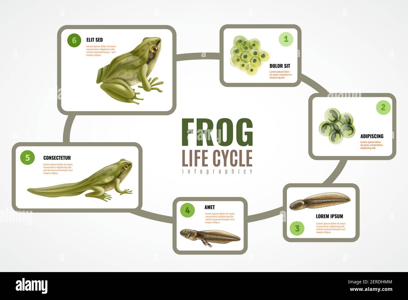 Diagramma infografico realistico del ciclo di vita delle rane dall'embrione di massa delle uova illustrazione del vettore di sviluppo da tadpole a animale adulto Illustrazione Vettoriale
