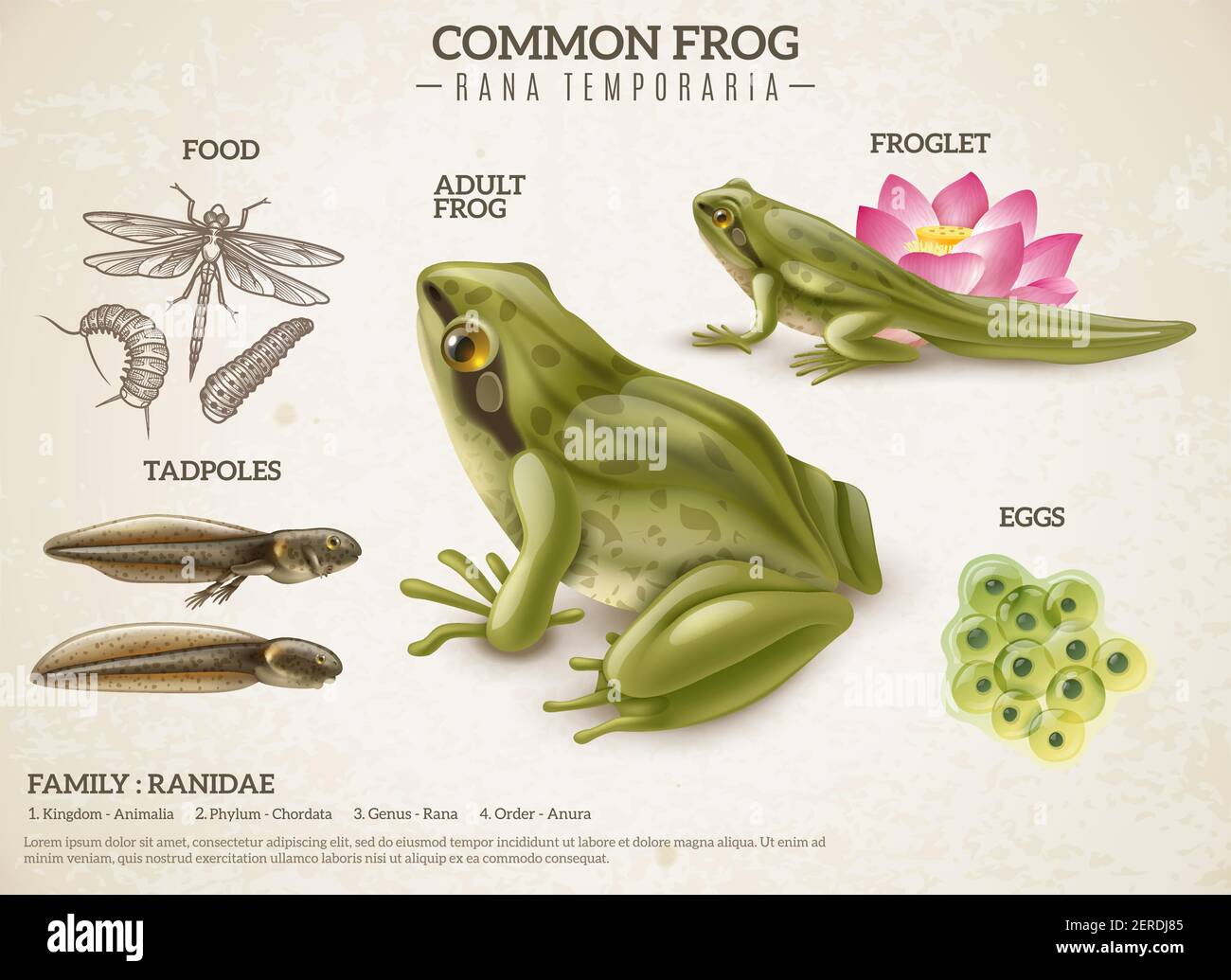 Rana stile vita retro biologia scienza poster educativa con adulto uova animali massa tadpoli froglets illustrazione vettoriale Illustrazione Vettoriale