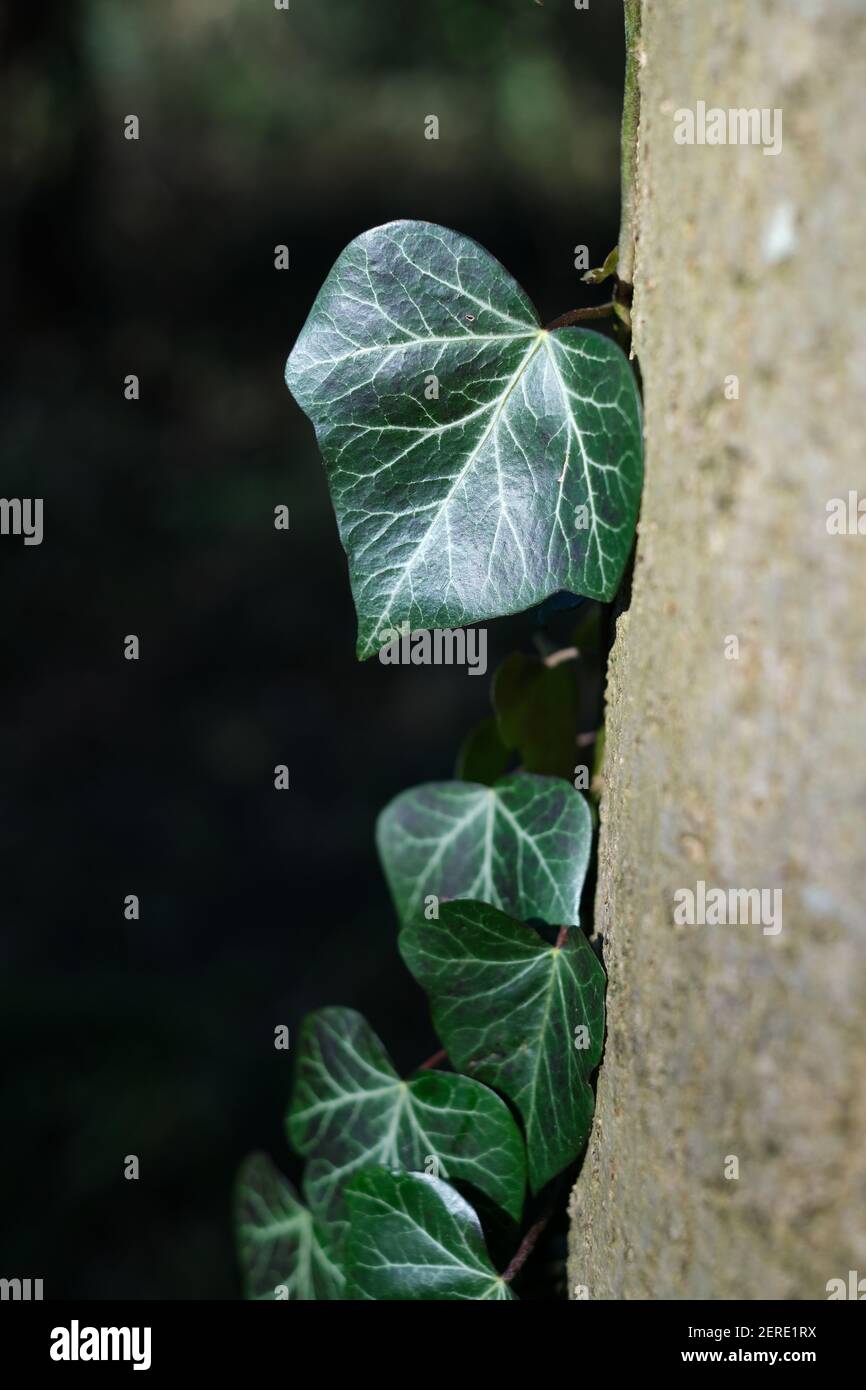 Hedera helix aka Ivy foglie che arrampicano un albero. Le foglie su forme mature sono a forma di cuore, verde scuro e lucide con venature chiare. Foto Stock