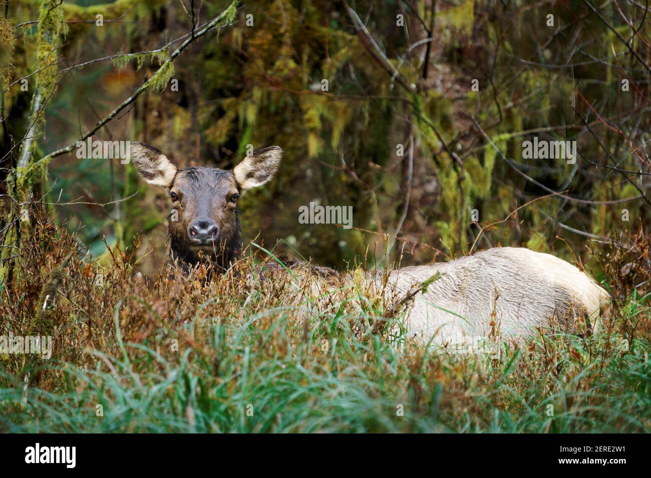 Alce di Roosevelt femmina che si posa in erba, Queets Rainforest, Olympic National Park, Washington, USA Foto Stock