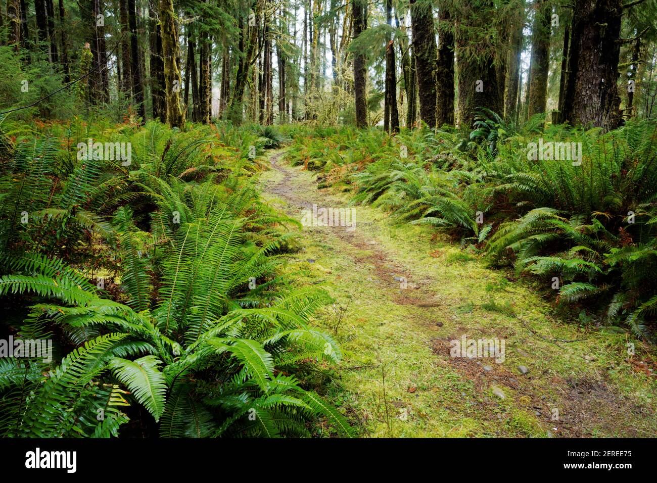 Il percorso Sams River Loop Trail attraversa una foresta temperata, la foresta pluviale di Queets, l'Olympic National Park, la contea di Jefferson, Washington, USA Foto Stock