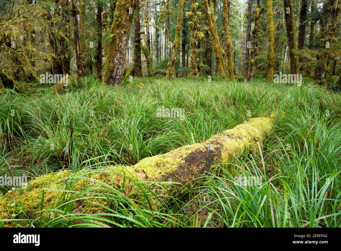 Un tronco caduto in erba naturale parco boschivo e temperata foresta vecchia-crescita vicino a Sams River Loop Trail, Queets foresta pluviale, Olympic National Park, Jeff Foto Stock