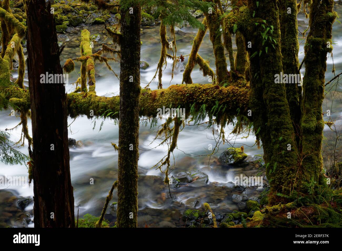 Graves Creek scorre attraverso la foresta pluviale, vista dall'East Fork Quinault River Trail, Olympic National Park, Washington, USA Foto Stock