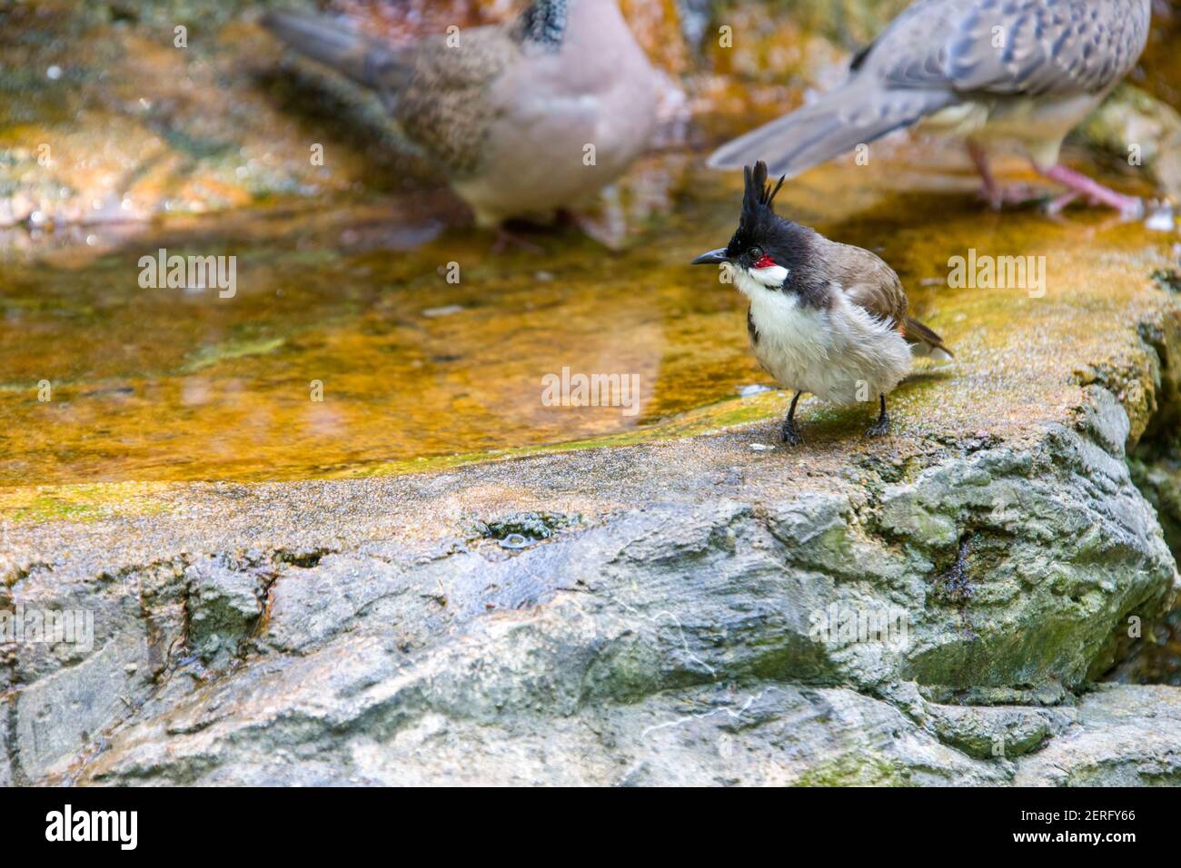 Il bulbul rosso (Pycnonotus jocosus) è un uccello passerino che si trova in Asia. E' un membro della famiglia bulbul. È un fruttivoro residente Foto Stock