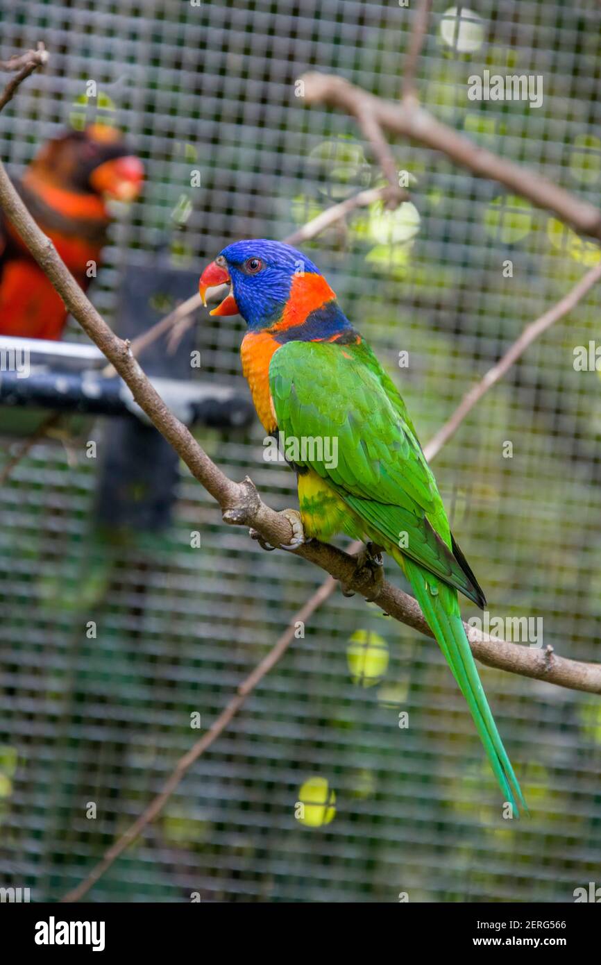 Il corikeet rosso-colato (Trichoglossus ruritorquis) è una specie di pappagallo che si trova in habitat boscosi Australia settentrionale Foto Stock