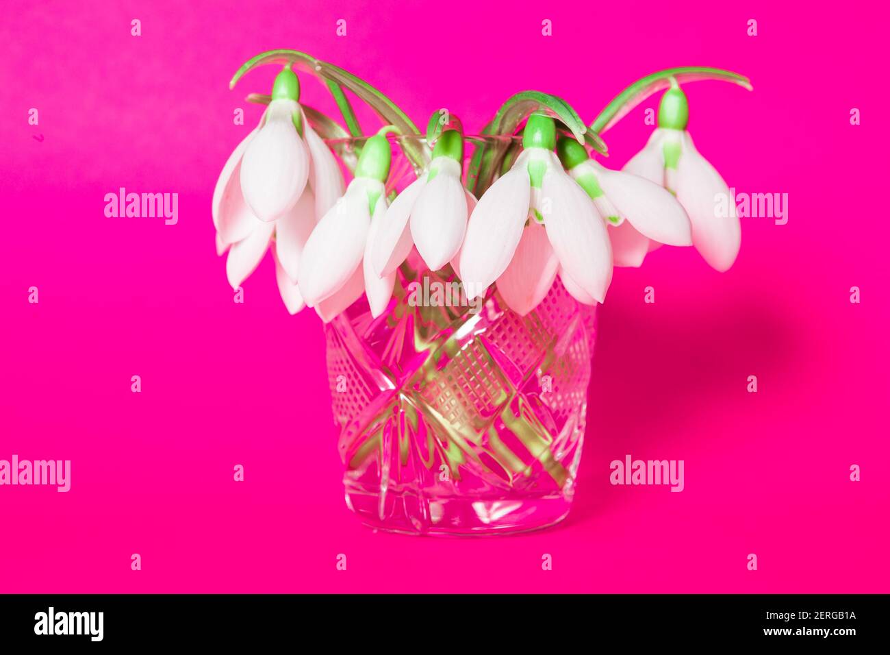 Fiori di scheda di primavera . Nevicate nella tazza con acqua Foto Stock
