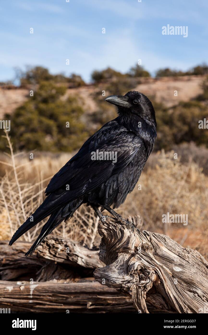 Il Raven comune, Corvas corax, si trova in tutto il mondo nell'emisfero settentrionale. È il più diffuso degli uccelli corvidi, ed è molto intelligen Foto Stock