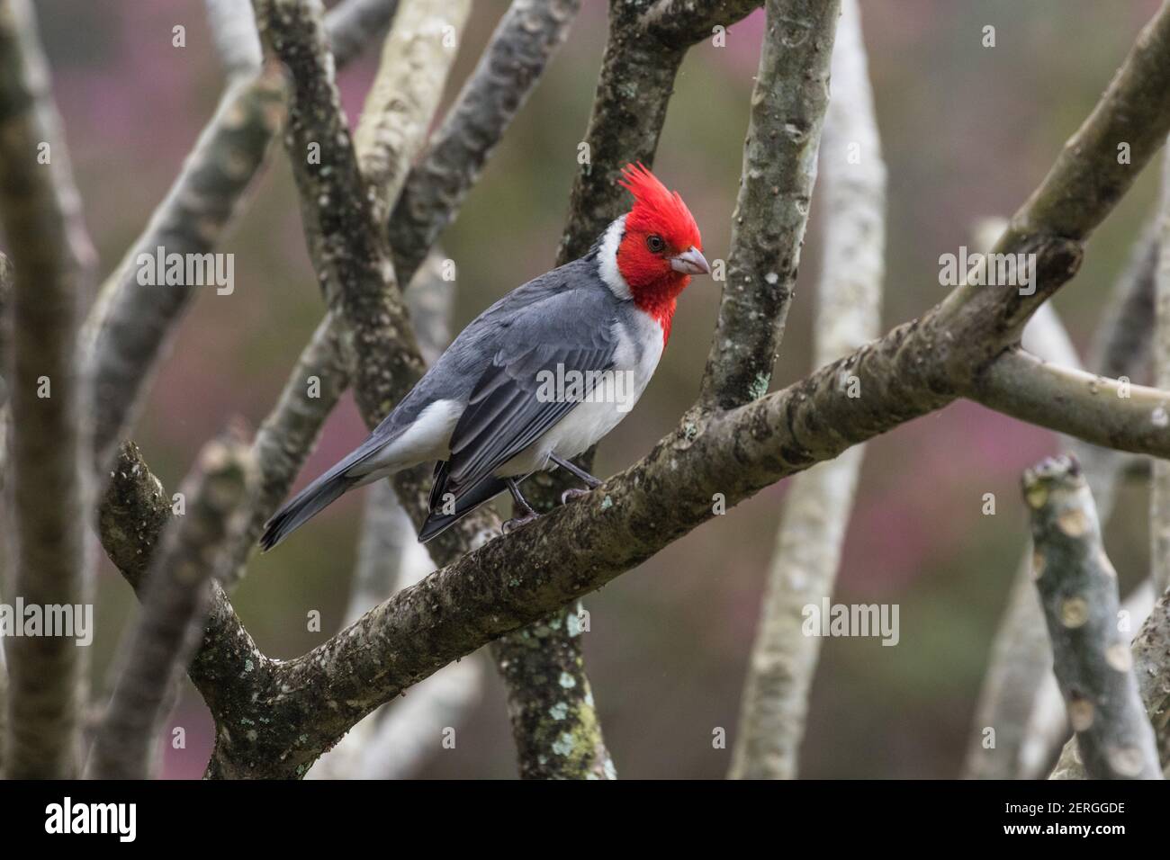 Il cardinale rosso-crestato, Paroaria coronata, è originario del Sud America, ma è una specie introdotta nelle Hawaii. Foto Stock