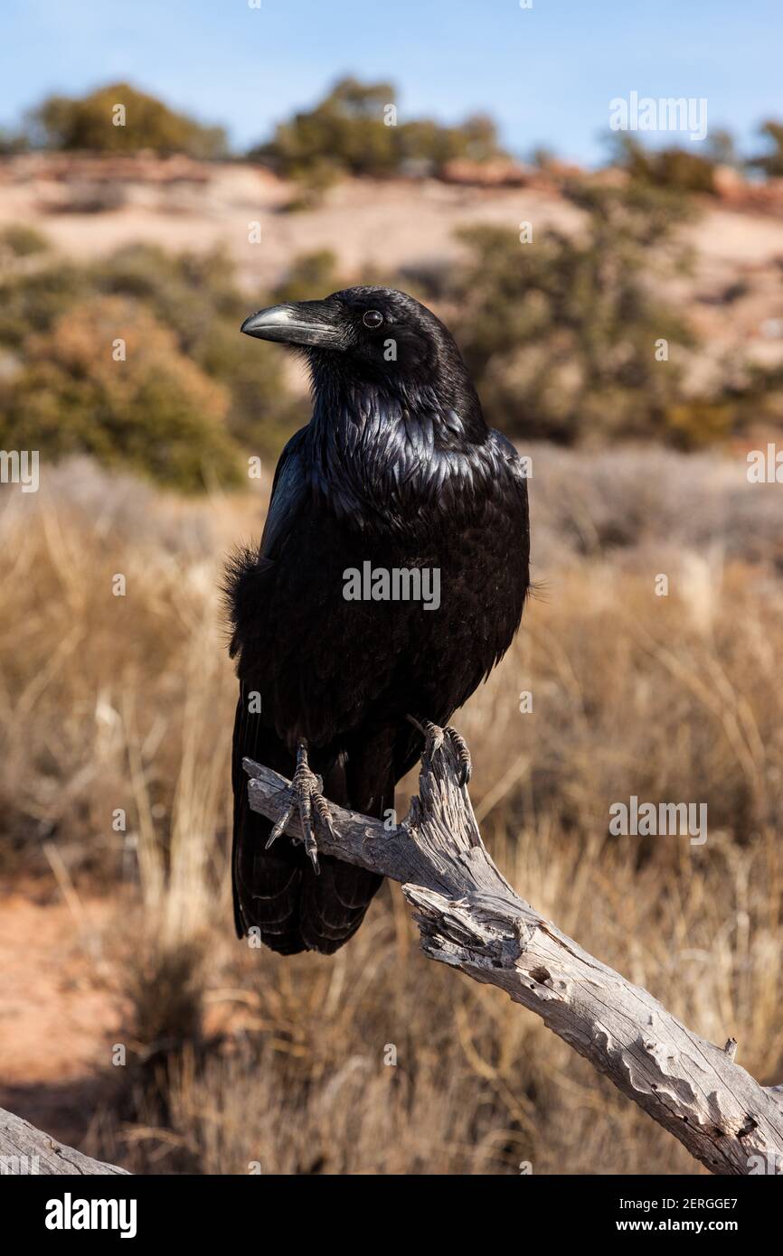 Il Raven comune, Corvas corax, si trova in tutto il mondo nell'emisfero settentrionale. È il più diffuso degli uccelli corvidi, ed è molto intelligen Foto Stock