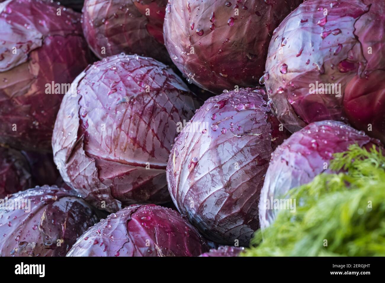 Cavolo rosso sul mercato agricolo Foto Stock