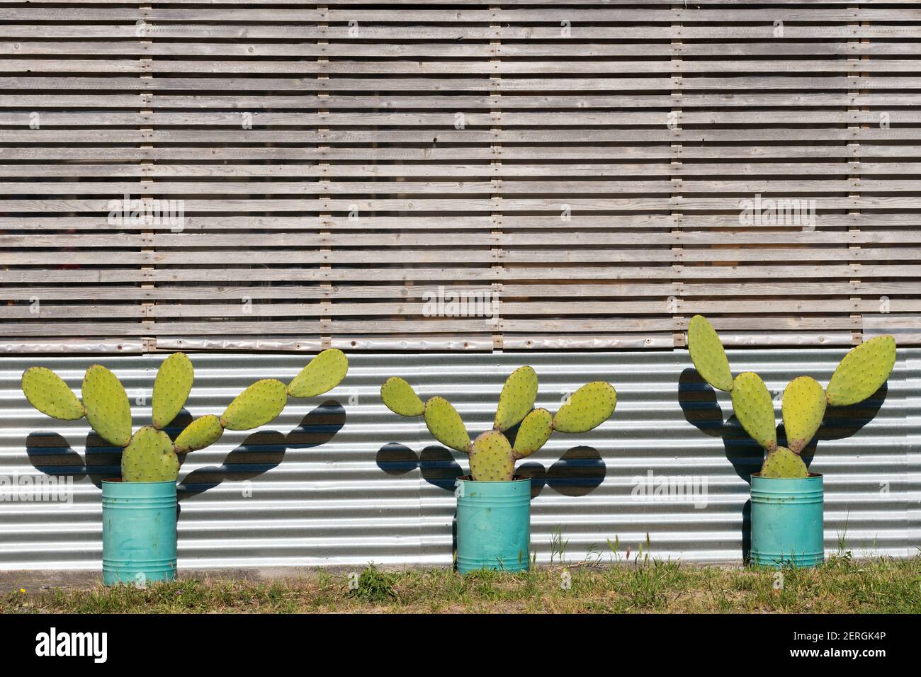 Cactus in pentole di piante verdi contro parete rustica di legno all'aperto. Foto Stock
