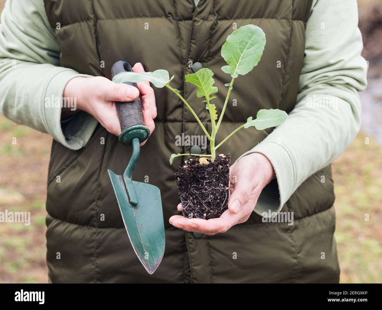 Coltivatore sta tenendo una pianta di broccoli e attrezzo di giardino. Foto Stock