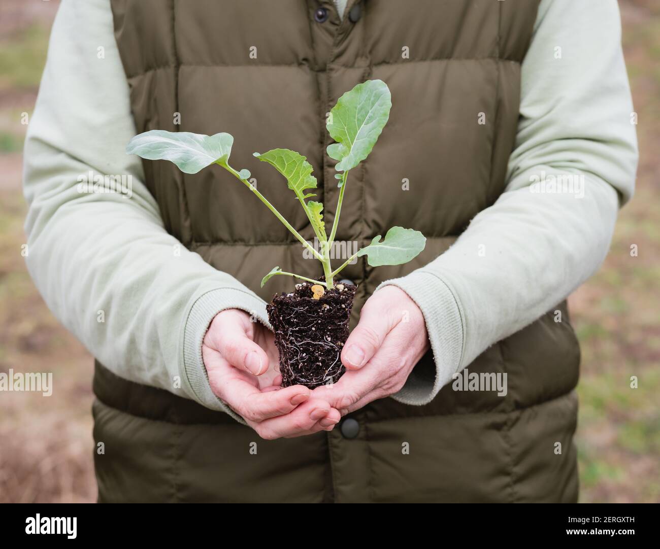 Coltivatore sta tenendo una pianta di broccoli prima di trapiantare nel primavera precoce/ Foto Stock