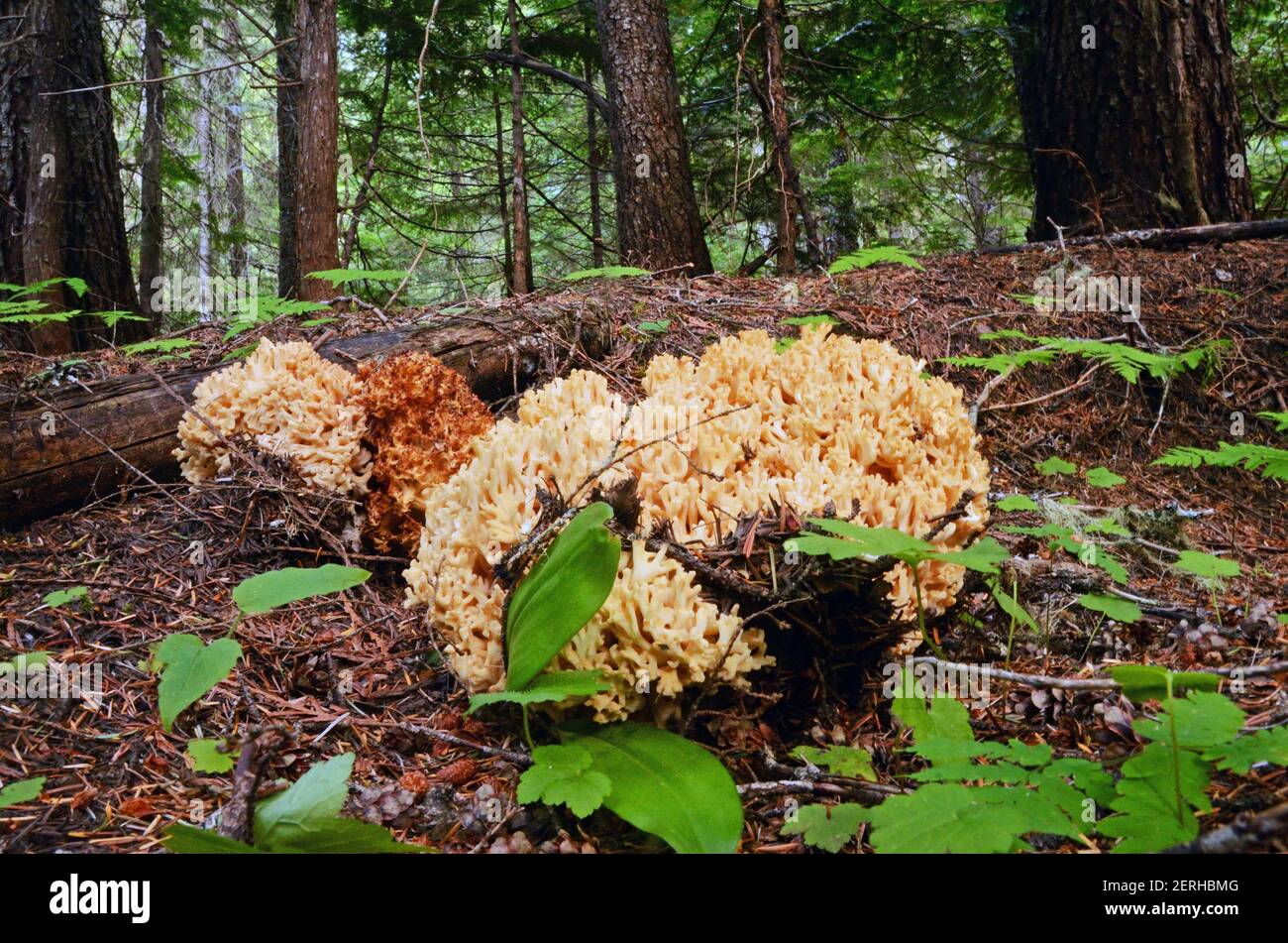 Funghi di corallo al French Creek Cedars, un'area di interesse speciale della Kootenai National Forest, Montana nord-occidentale. (Foto di Randy Beacham) Foto Stock