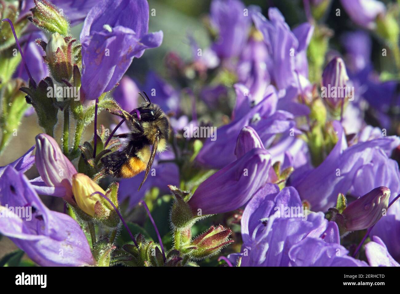 Bumble Bee di Hunt (bombus huntii) che si nutrono di nettare nella lingua del cordroot. Purcell Mountains, Montana nord-occidentale. (Foto di Randy Beacham) Foto Stock