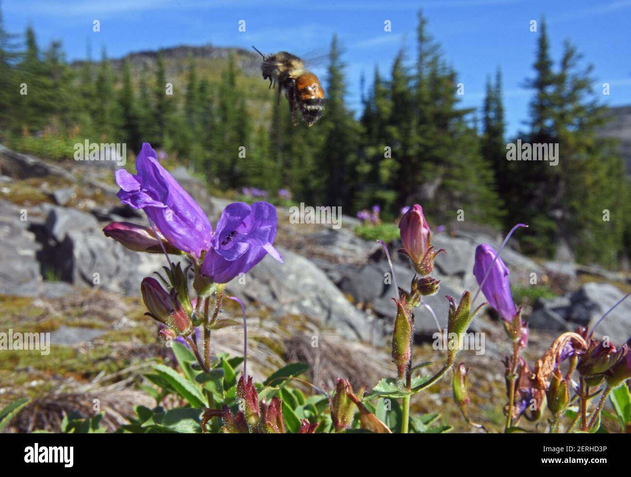 Bumble Bee di Hunt (Bombus huntii) e Cordroot Beardtongue nella zona panoramica di Northwest Peak. Kootenai National Forest, MT. (Foto di Randy Beacham) Foto Stock