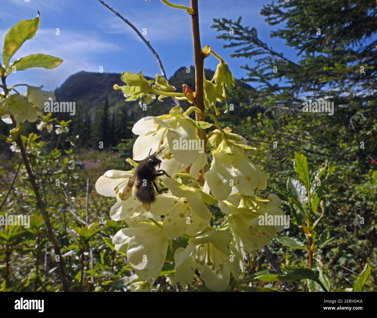 Ape bumble (possibilmente mixtus di bombus) che ottiene il nettare da un rododendro bianco-fiorito nella zona panoramica di picco del nord-ovest, MT. (Foto di Randy Beacham) Foto Stock