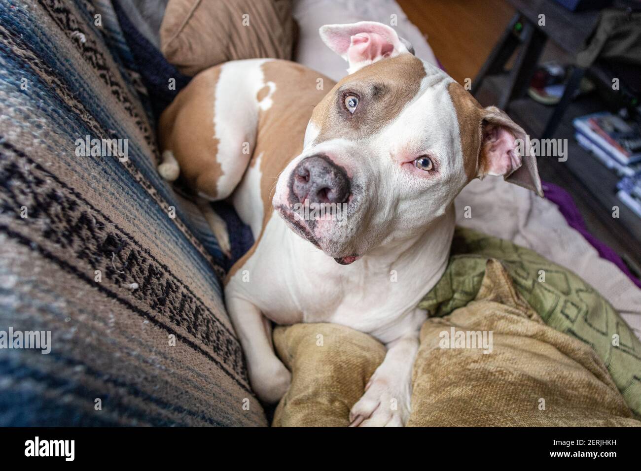 Un cane pitbull di razza mista (American Staffordshire Pit Bull Terrier e American Pit Bull Terrier) (Canis lupus familiaris) guarda in allarme su un divano. Foto Stock