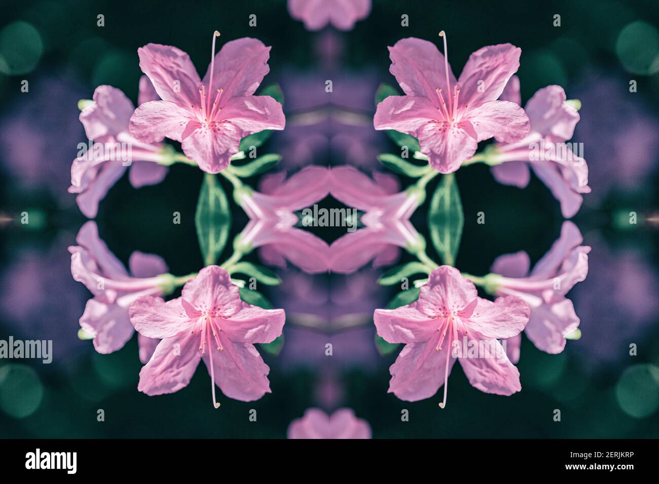 Un'immagine di fiori azalei (Rhododendron) viene trasformata in un disegno floreale, utilizzando la fotografia composita. Foto Stock