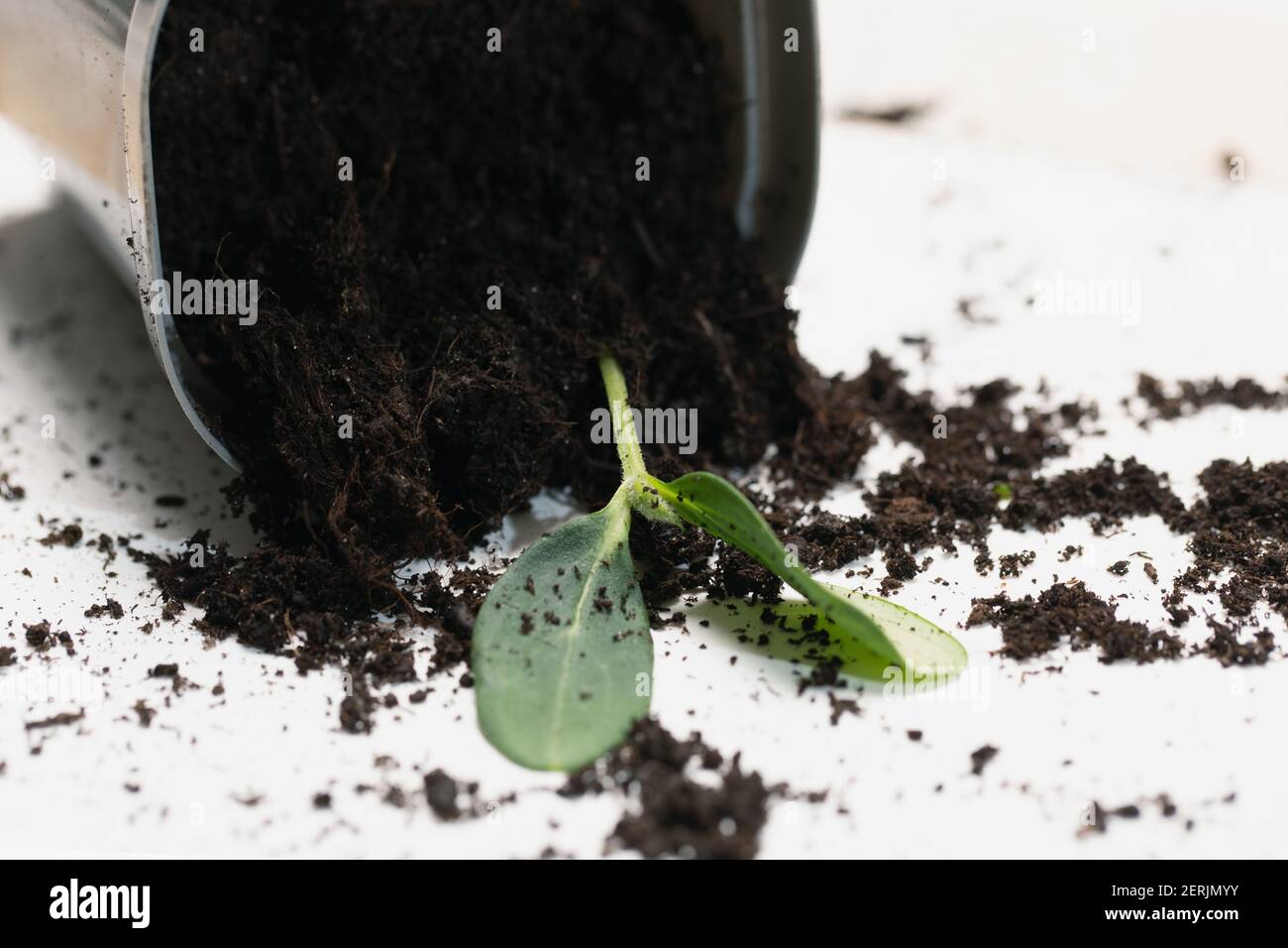 primo piano di pentola capovolta con terreno sparso e pianta morta del bambino. Foto Stock