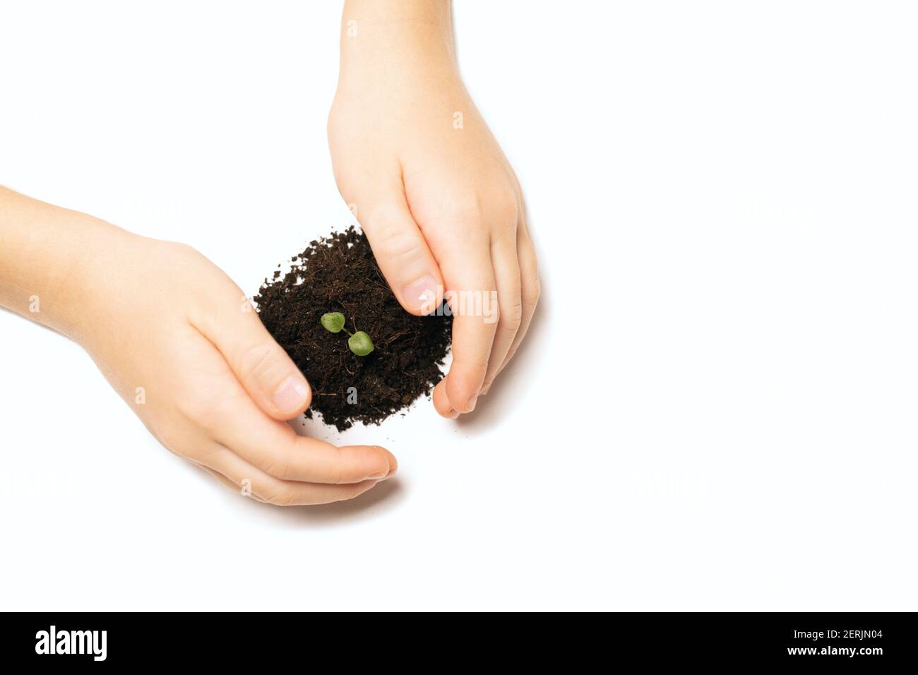 il bambino tiene attentamente germogli di pianta giovane isolati su sfondo bianco. Coltivare la pianta del bambino, proteggere la natura. Foto Stock