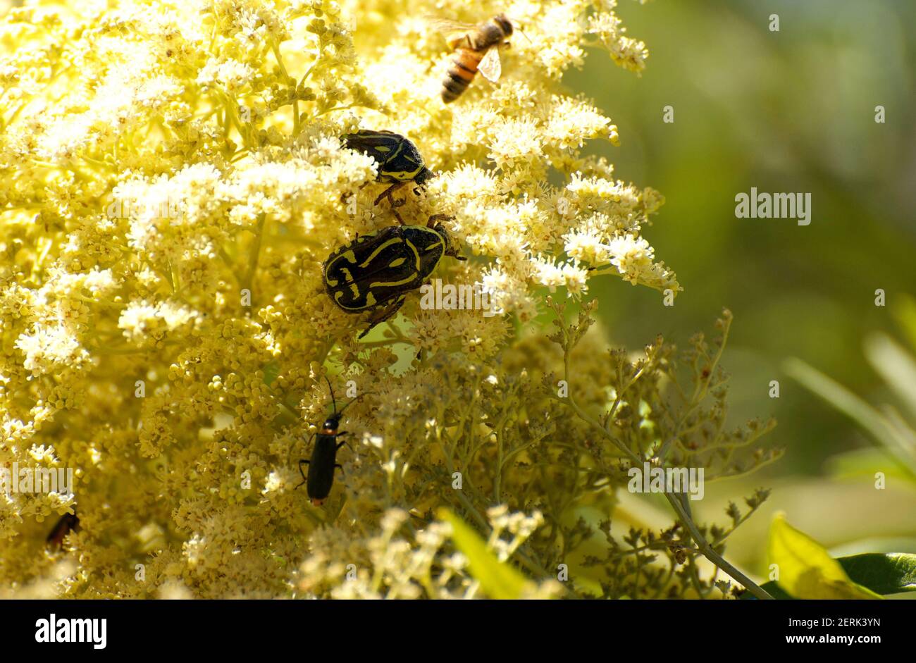 Beetle Mania - questo cespuglio fiorito deve avere un nettare molto speciale - stava attirando un sacco di scarabei, tra cui questi grandi Enteles Vigorsi. Foto Stock
