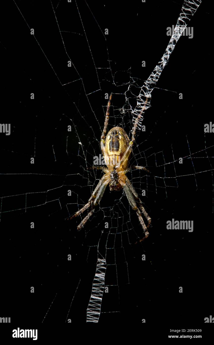 Una femmina Saint Andrews Cross Spider (Argiope Aeterea) siede nel suo distintivo web, che gli dà il nome. Il maschio è più piccolo e poco visibile. Foto Stock