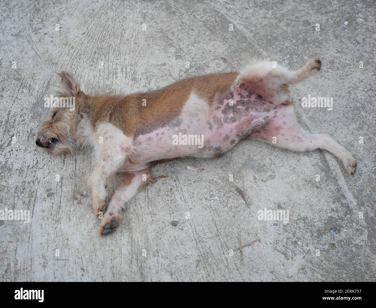 Il cane marrone furry disteso gamba e ventre rivelante è pieno di eruzione rossa su terra grigia, divertente e comportamento carino degli animali domestici Foto Stock