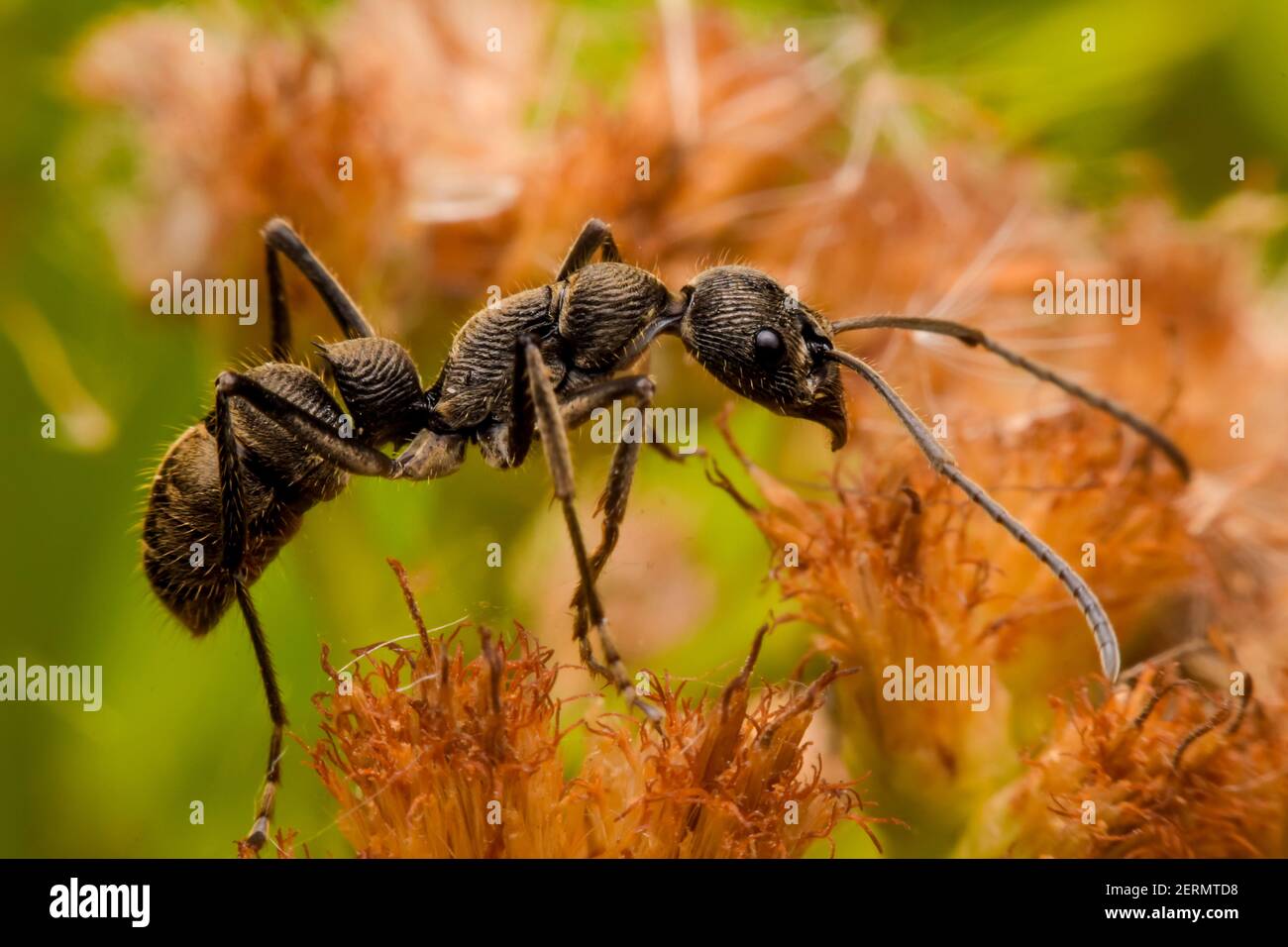 Primo piano su una formica nera su fiore Foto Stock