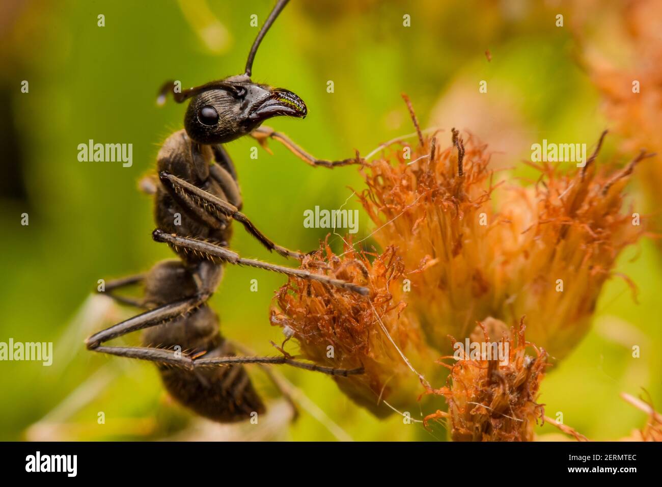 Primo piano su una formica nera su fiore Foto Stock