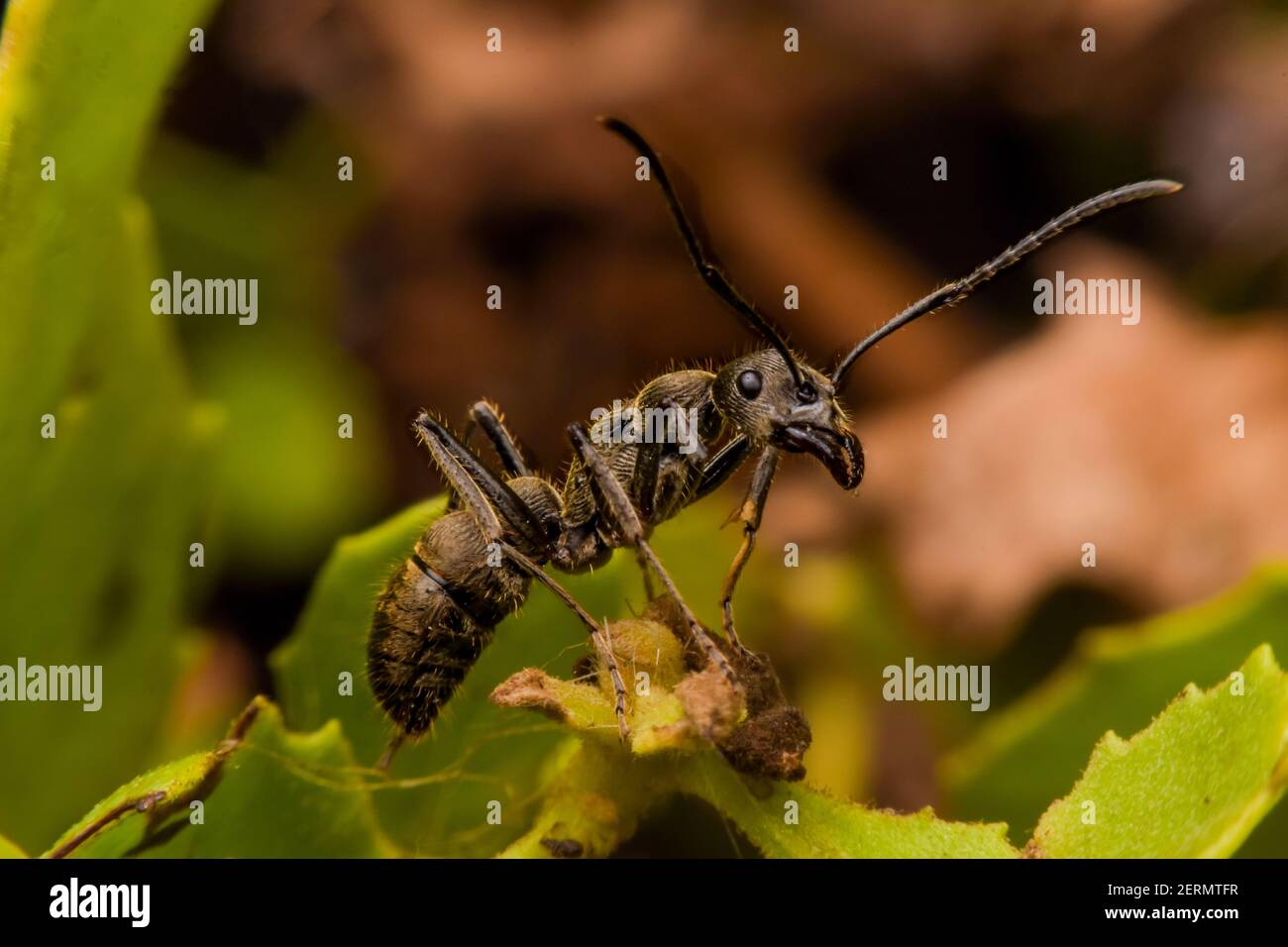 Primo piano su una formica nera su fiore Foto Stock