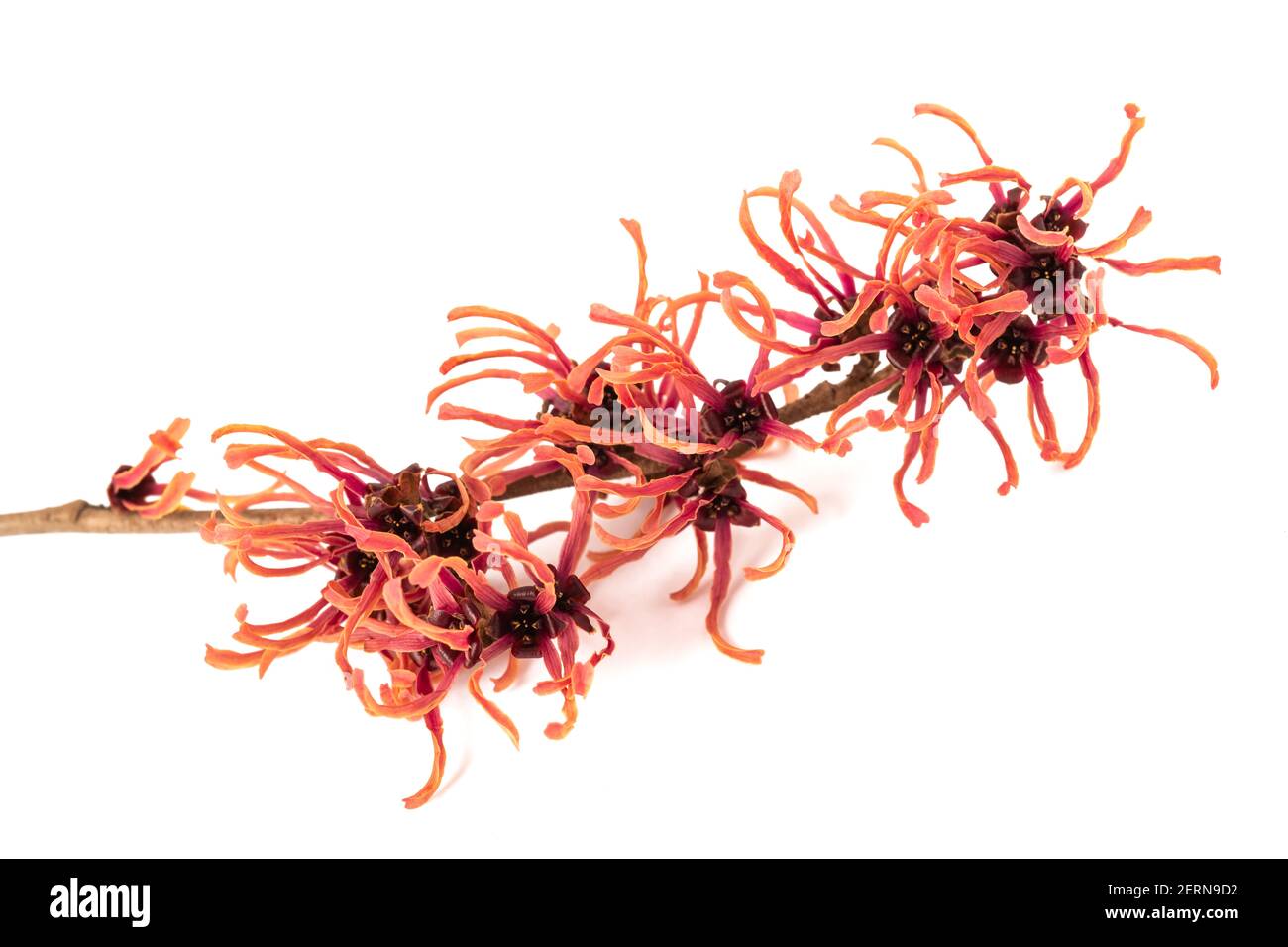 hamamelis fiori rossi isolati su sfondo bianco Foto Stock