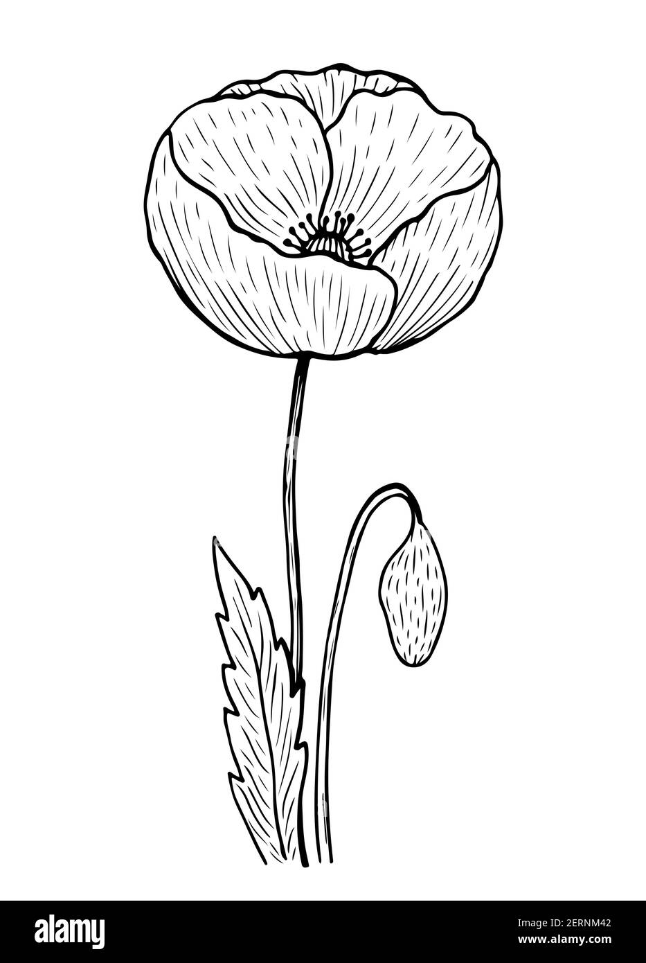 Papavero con gambo e foglie isolate su sfondo bianco. Illustrazione vettoriale disegnata a mano in stile line art. Illustrazione Vettoriale