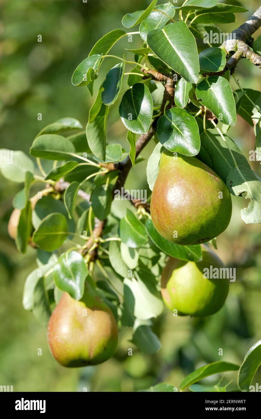 Dolce Pere 'Verdi'. Pyrus communis 'Verdi'. Frutta che cresce sull'albero Foto Stock