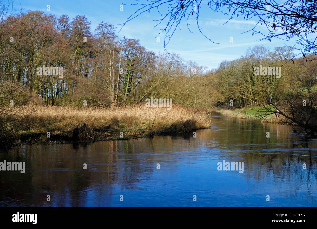 Una vista del fiume Wensum che si attraversa piccoli boschi nel tardo inverno a Drayton, Norfolk, Inghilterra, Regno Unito. Foto Stock