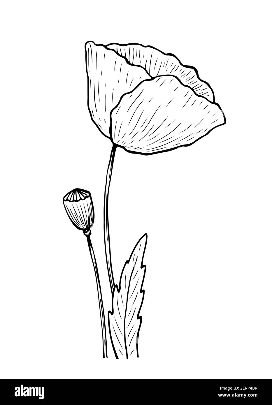 Papavero con gambo e foglie isolate su sfondo bianco. Illustrazione vettoriale disegnata a mano in stile line art. Illustrazione Vettoriale