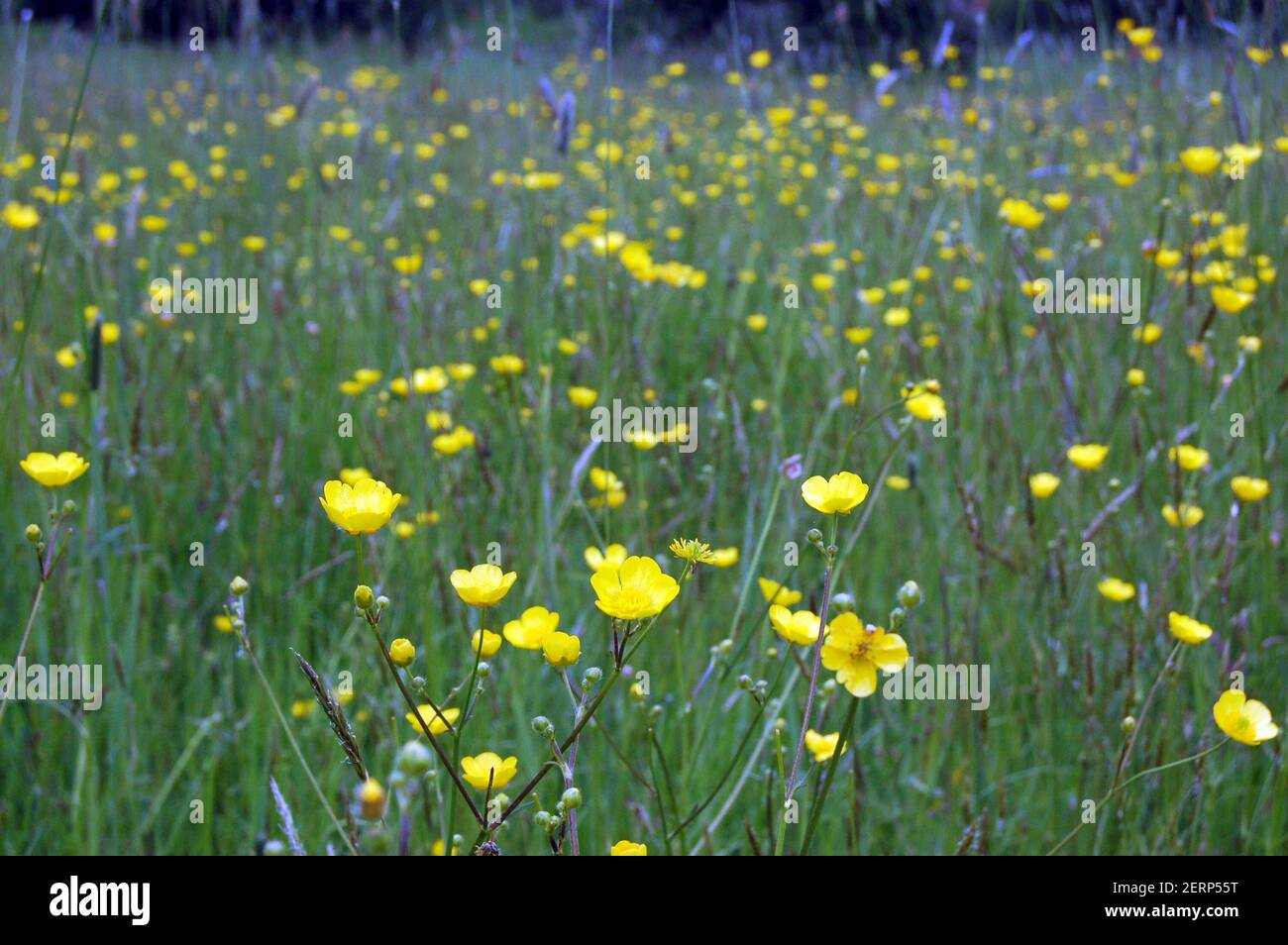 Fiori gialli luminosi del buttercup che fioriscono in un meadowland dell'erba. Mettere a fuoco sui fiori in primo piano. Foto Stock