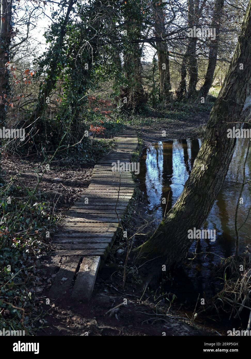Una passerella in una piccola area boschiva presso il fiume Wensum vicino Drayton Green Lanes a Drayton, Norfolk, Inghilterra, Regno Unito. Foto Stock