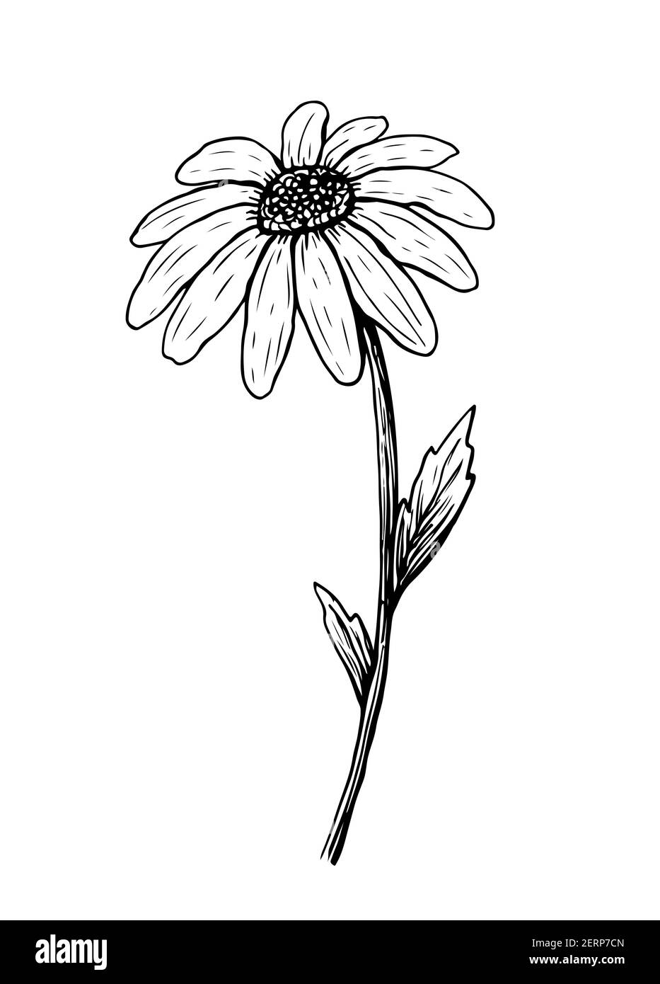 Doodle Daisy fiore isolato su sfondo bianco. Schizzo della camomilla. Illustrazione vettoriale disegnata a mano in stile line art. Illustrazione Vettoriale Doodle Daisy fiore isolato su sfondo bianco. Schizzo della camomilla. Illustrazione vettoriale disegnata a mano in stile line art. Illustrazione Vettoriale