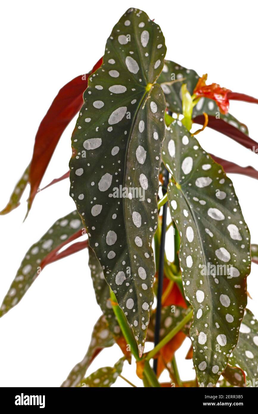 Primo piano di foglia di pianta domestica 'Begonia maculata' con bianco punti isolati su sfondo bianco Foto Stock